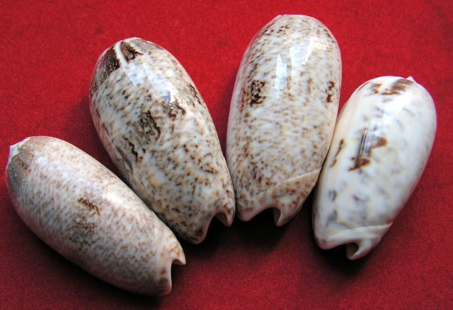 Miniaceoliva sericea  (Röding, 1798) - Worms = Oliva sericea (Röding, 1798) Oliser10