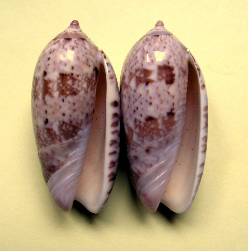 Olividae - Olivinae : Vullietoliva splendidula (Sowerby, 1825) - Page 2 Olispl12