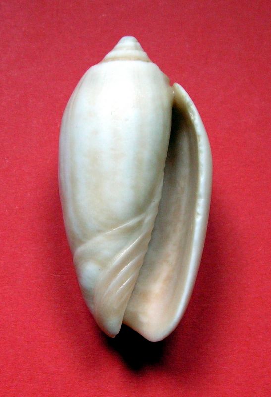 Olividae - † Oliva cf. tisiphona (Duclos, 1844) - du Vénézuéla Olitis13