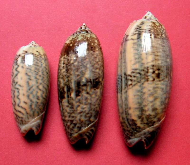 Miniaceoliva tremulina (Lamarck, 1811) - Worms = Oliva (Miniaceoliva) tremulina Lamarck, 1811 - Page 4 Olitre17
