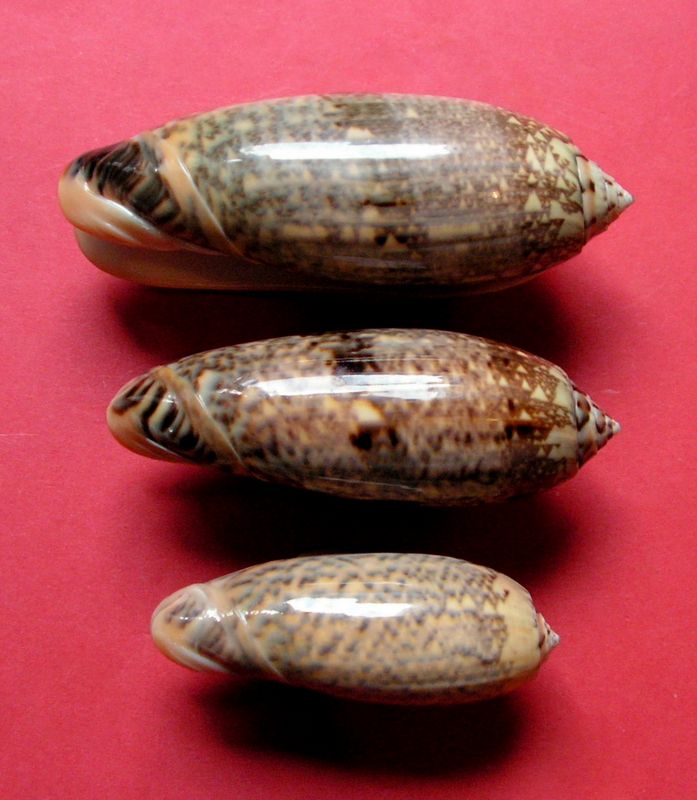 Miniaceoliva tremulina (Lamarck, 1811) - Worms = Oliva (Miniaceoliva) tremulina Lamarck, 1811 - Page 4 Olitre19
