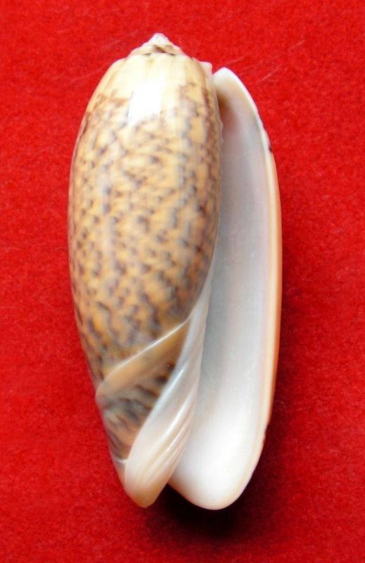 Miniaceoliva tremulina (Lamarck, 1811) - Worms = Oliva (Miniaceoliva) tremulina Lamarck, 1811 Olitre21