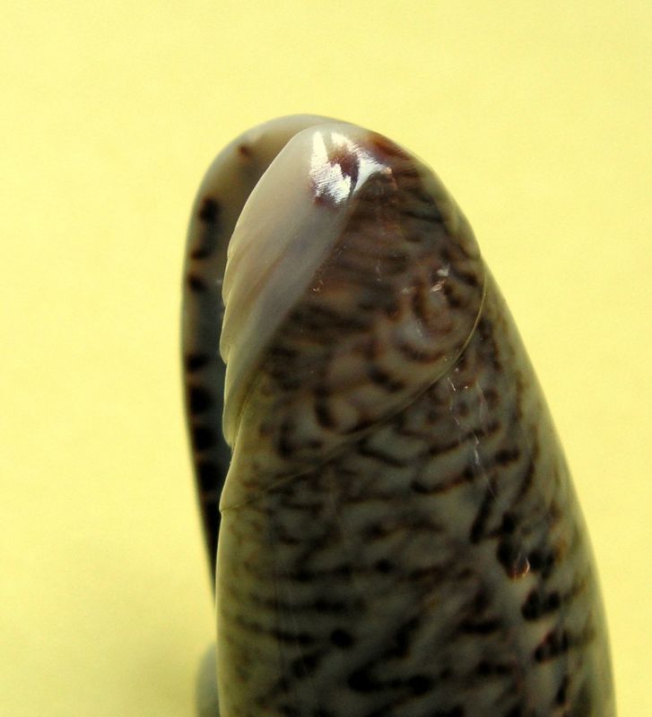 Americoliva truncata (Marrat, 1867) - Worms = Oliva truncata Marrat, 1867 Olitru10