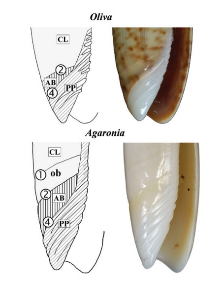 Oliva_oliva_f._taeniata et Oliva_tigridella Olivag10