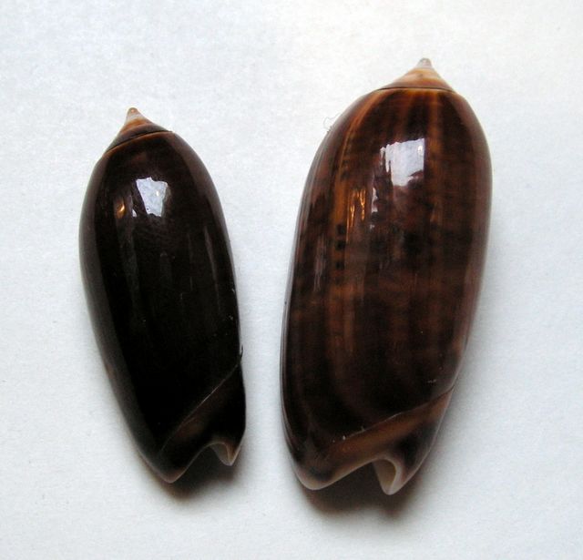 Miniaceoliva concinna (Marrat, 1870) Olivco12