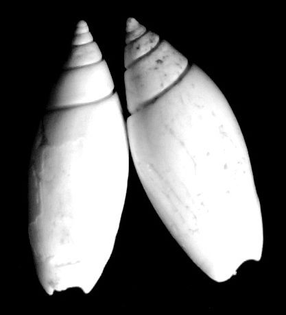 Olividae - † Olivella nilotida (Duclos, 1840) Oliveg11