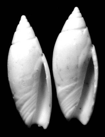 Olividae - † Olivella nilotida (Duclos, 1840) Oliveg12