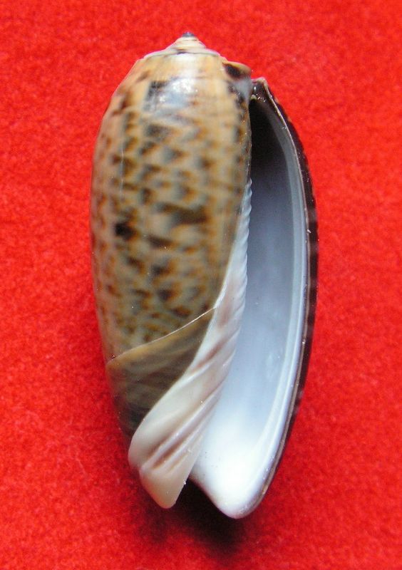 Viduoliva vidua f. cinnamonea (Menke, 1830)  - Worms = Oliva vidua (Röding, 1798) Olivel10