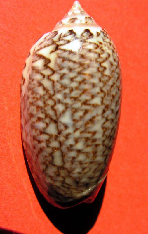 Americoliva violacea (Marrat, 1867) - Worms = Oliva violacea Marrat, 1867 Olivio10
