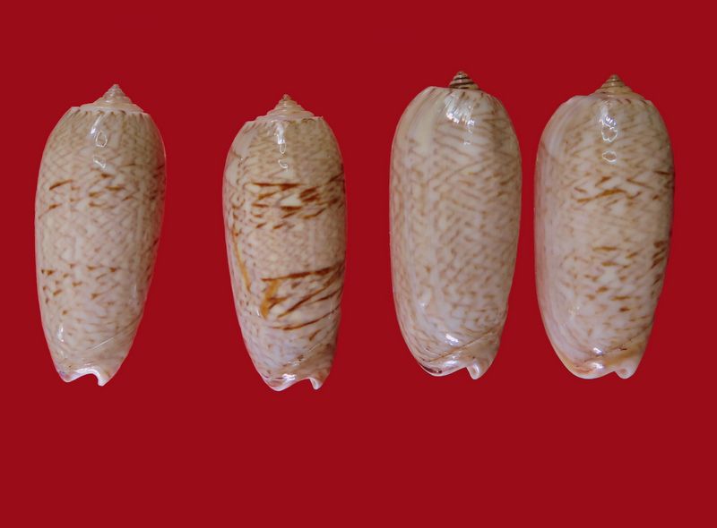 Cariboliva scripta scripta (Lamarck, 1811) - Worms = Oliva scripta Lamarck, 1811 Olivsc10