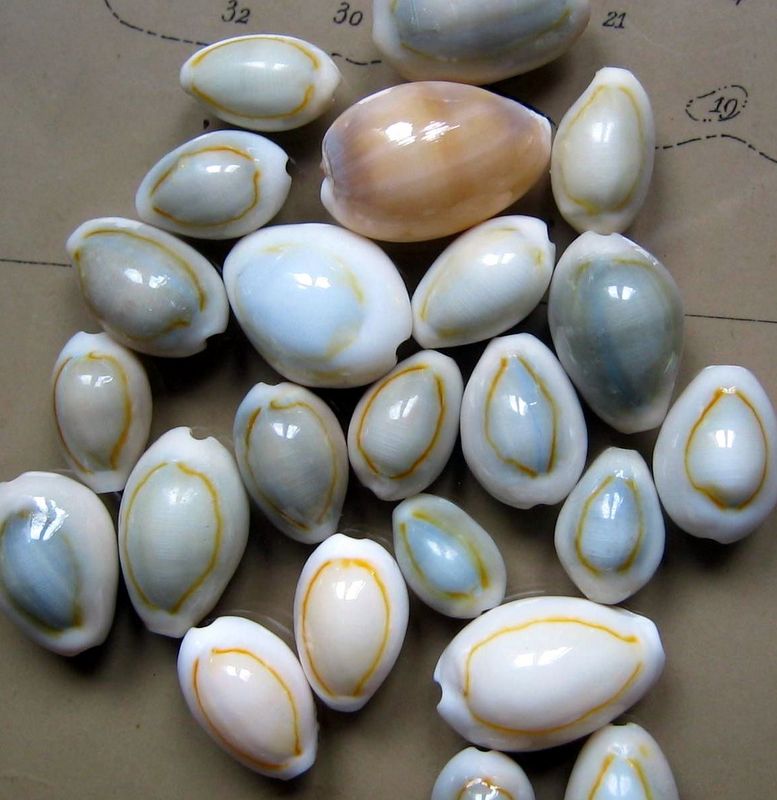 Monetaria annulus - (Linnaeus, 1758) P_ann112