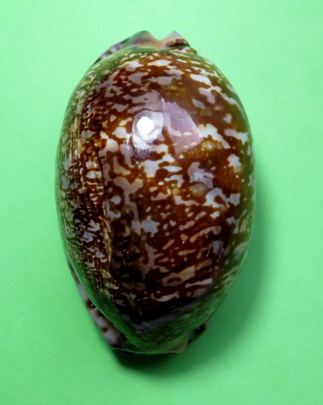 Mauritia arabica immanis f. rudimaculosa - Bozzetti, 2008 P_arab18