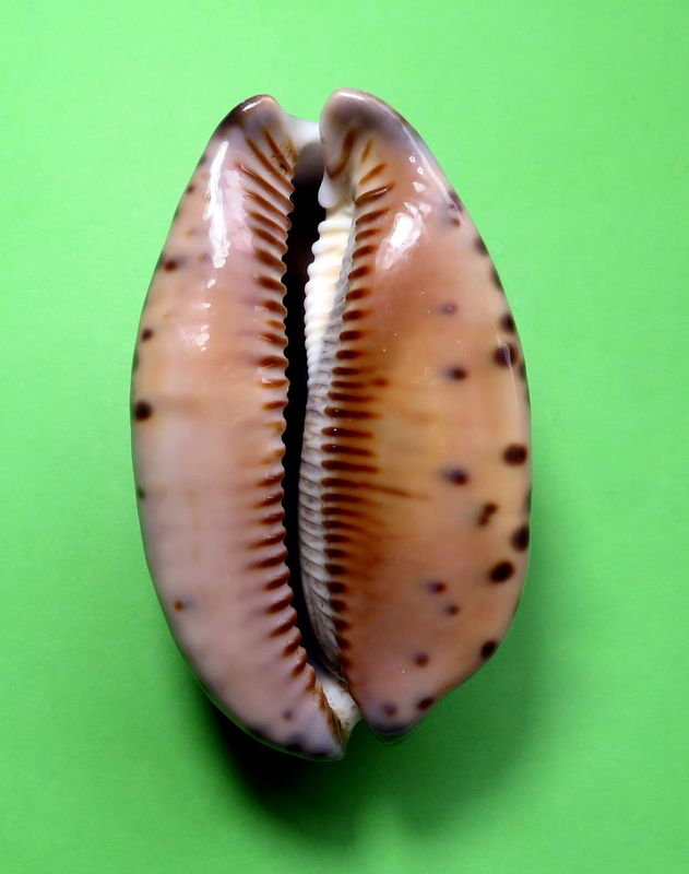 Mauritia arabica immanis f.rudimaculosa Bozzetti, 2008 P_arab19