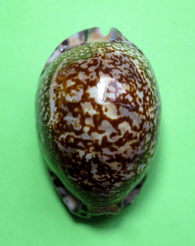 Mauritia arabica immanis f. rudimaculosa - Bozzetti, 2008 P_arab20