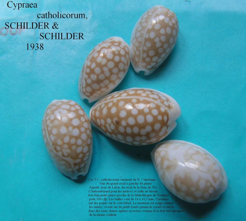 Cribrarula catholicorum (Schilder & Schilder, 1938) P_cath10