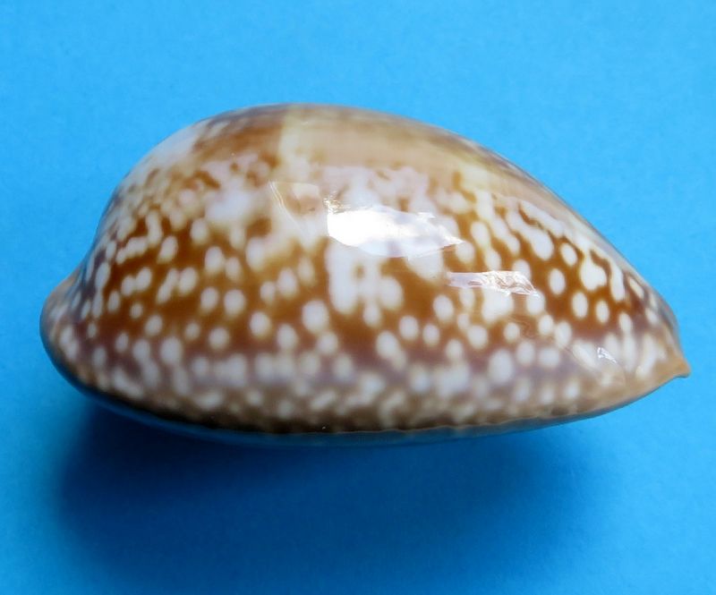 Macrocypraea cervus lindseyi - Petuch, 2013 - Page 2 P_cerv10