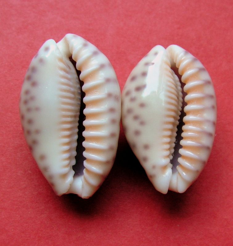 Ovatipsa chinensis variolaria (Lamarck, 1810) & Ovatipsa chinensis violacea (Rous, 1905) P_chin26