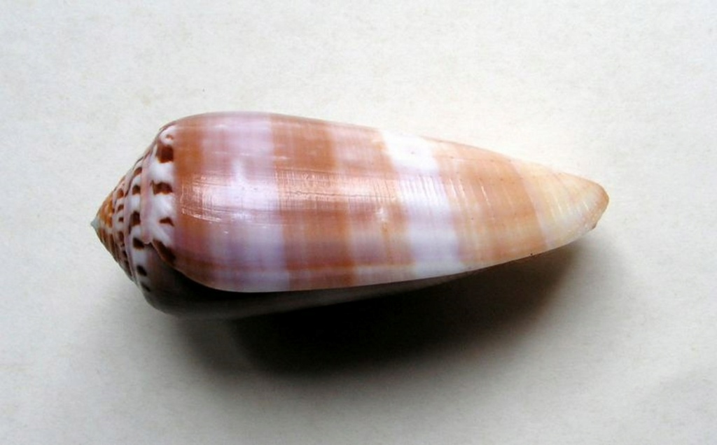 Conus (Pionoconus) circumcisus brazieri (Sowerby III, 1881) P_ciru10