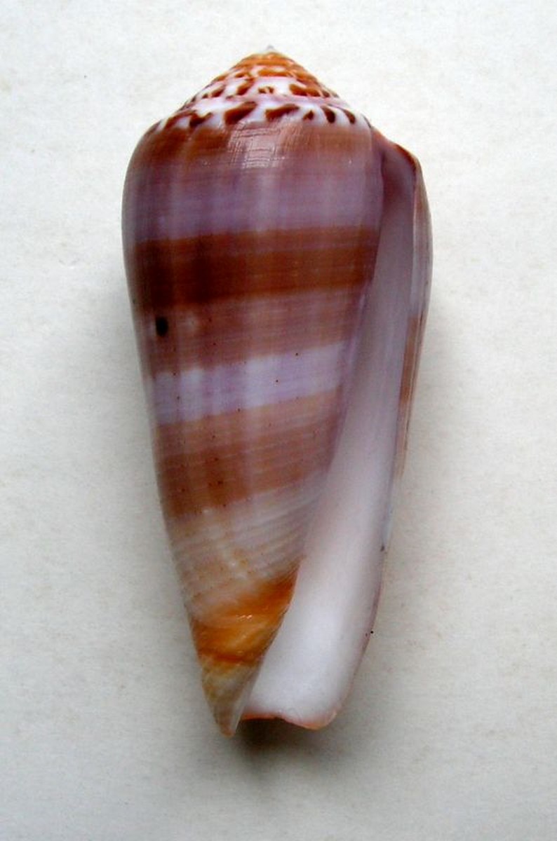 Conus (Pionoconus) circumcisus brazieri (Sowerby III, 1881) P_ciru11
