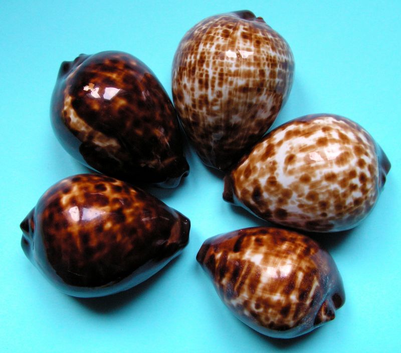 Zoila decipiens decipiens - (E. A. Smith, 1880) P_decp10