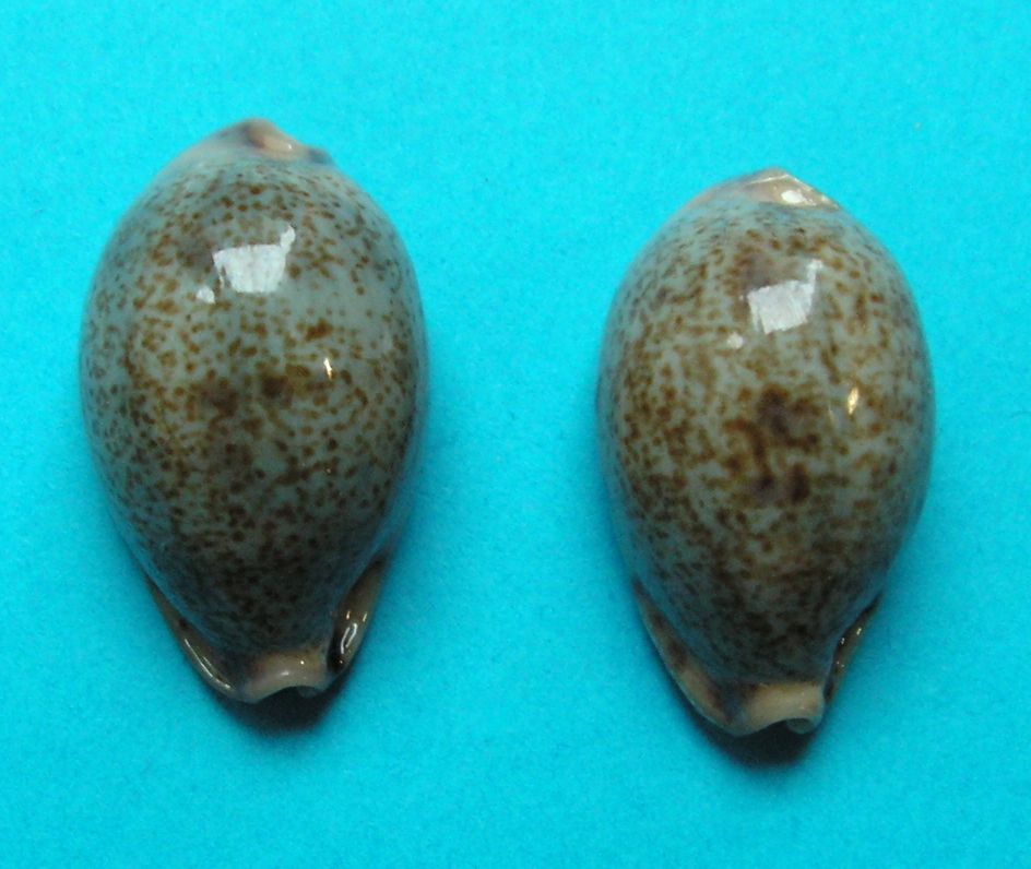 Erronea pallida insulicola (Schilder & Schilder, 1938) P_pall21