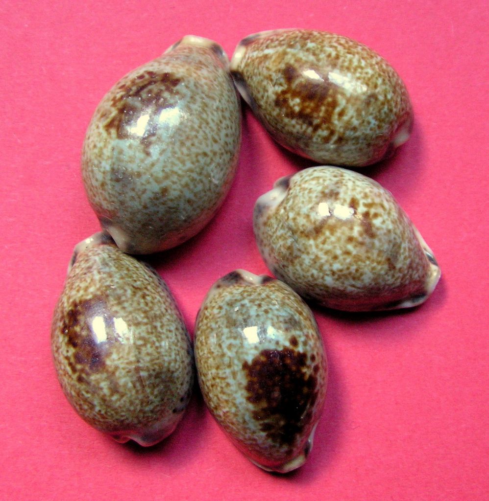Erronea pallida - (J.E. Gray, 1824) P_pall23