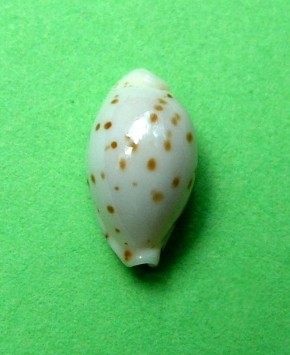 Ransoniella punctata punctata var stercusmuscarum (Lamarck, 1811) P_punc20