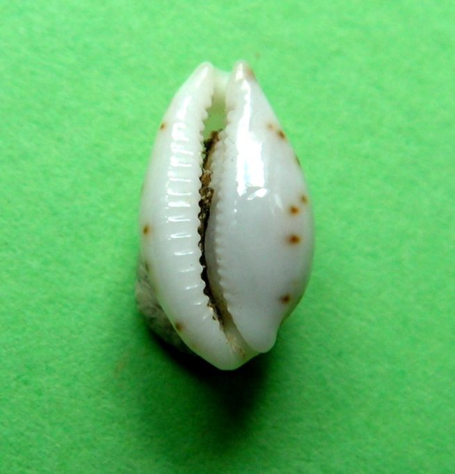 Ransoniella punctata punctata var stercusmuscarum (Lamarck, 1811) P_punc21