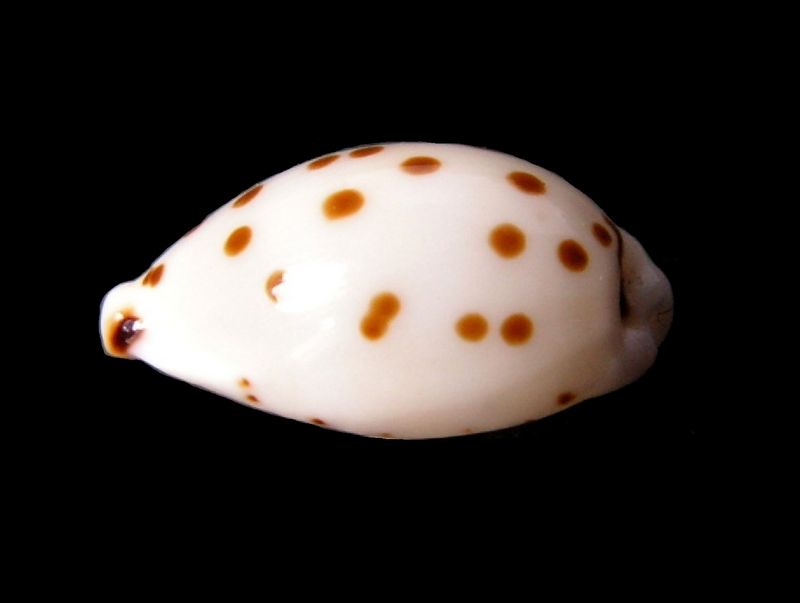 Ransoniella punctata var caerula (Iredale, 1939) P_punc27