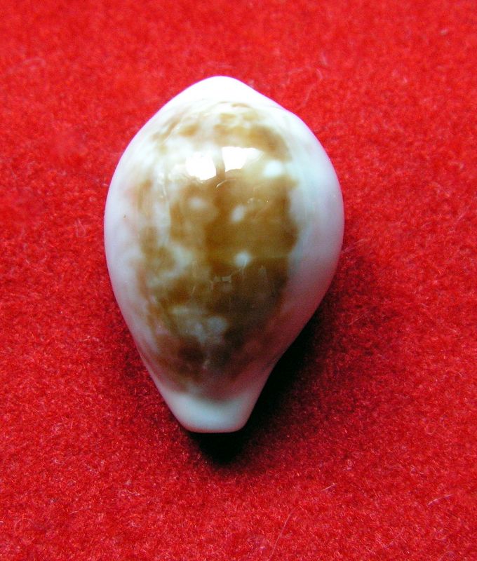 Zonaria angelicae (Clover, 1974) P_pyra10