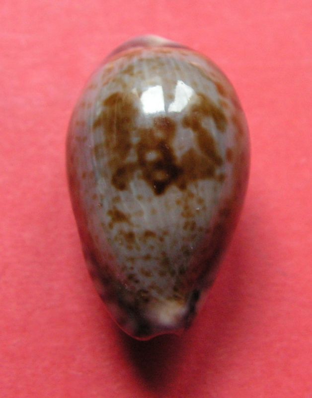 Zonaria sanguinolenta (Gmelin, 1791) P_sang13