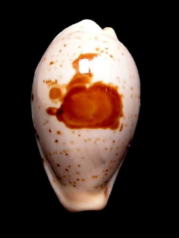Palmadusta saulae f. visayensis - (Massilia, 1978) P_saul12