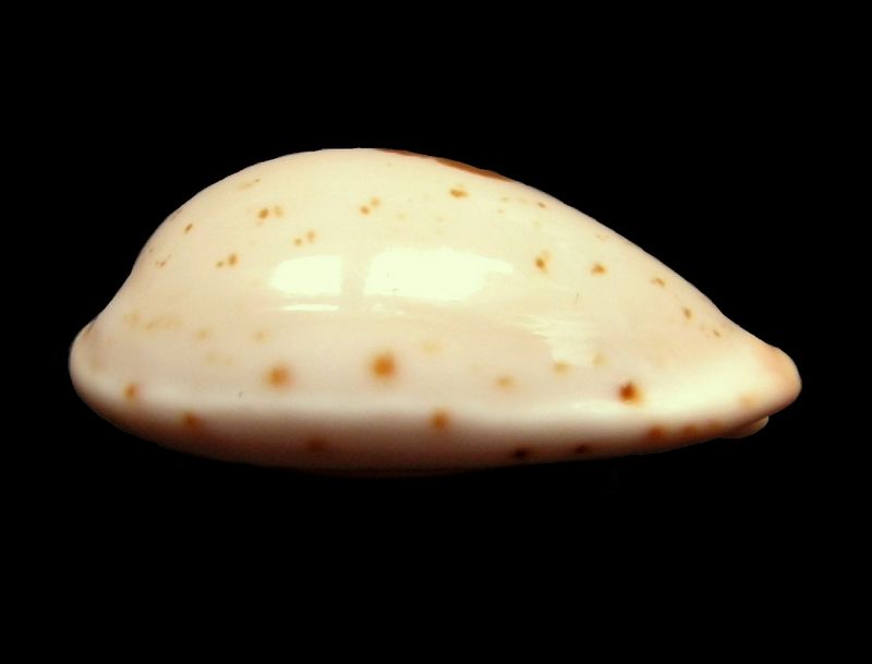 Palmadusta saulae siasiensis (Cate, 1960) voir Palmadusta saulae P_saul23
