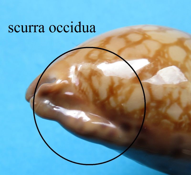 Mauritia scurra occidua - (Meyer & Lorenz, 2017) P_scur11