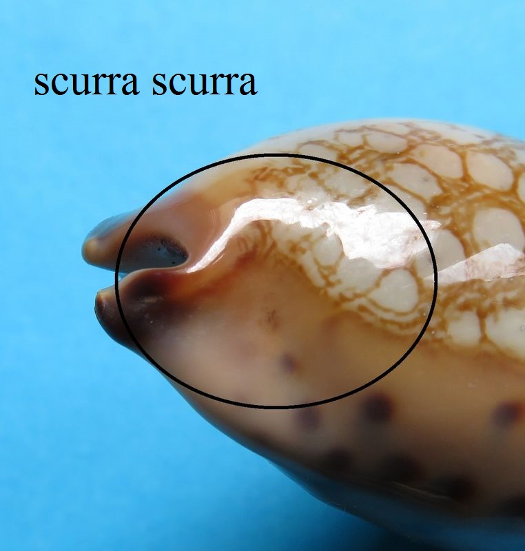 Mauritia scurra occidua - (Meyer & Lorenz, 2017) P_scur12