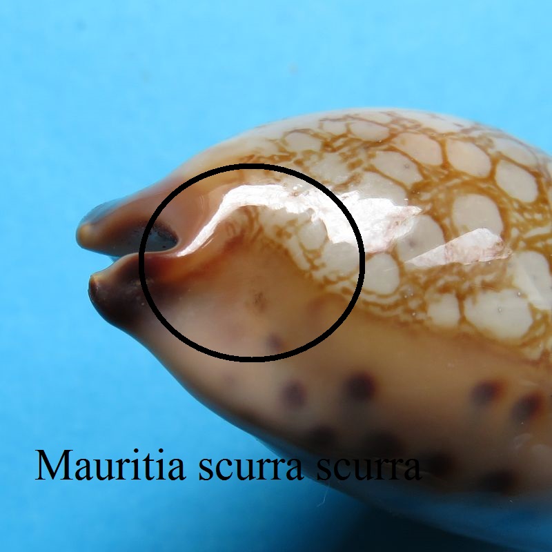 Mauritia scurra scurra - (Gmelin, 1791)  P_scur19