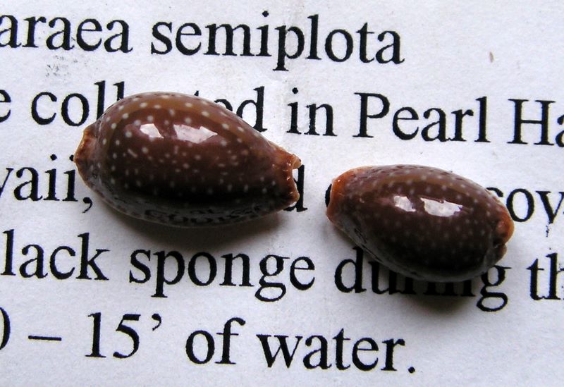 Staphylaea semiplota - (Mighels, 1845) P_semi15