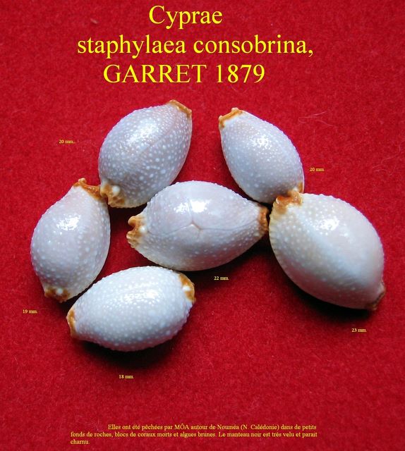 Staphylaea staphylaea consobrina - (Garrett, 1879) P_stac12