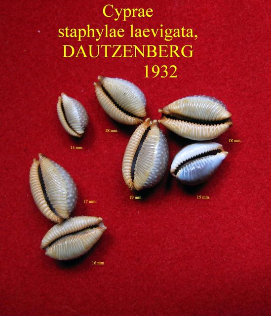 Staphylaea staphylaea laevigata - (Dautzenberg, 1932) P_stal12