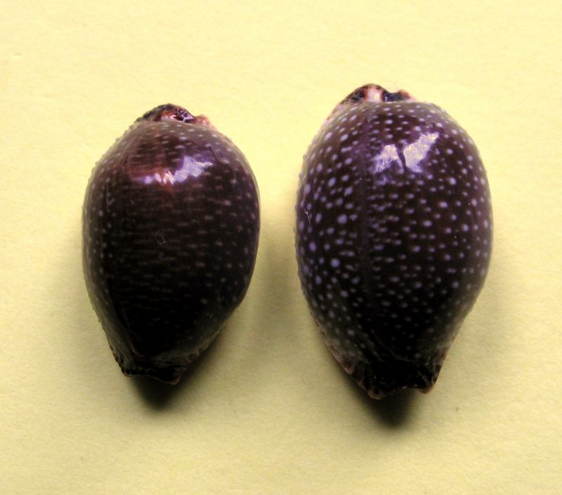Staphylaea staphylaea nolani - Lorenz, 1989 P_stap10