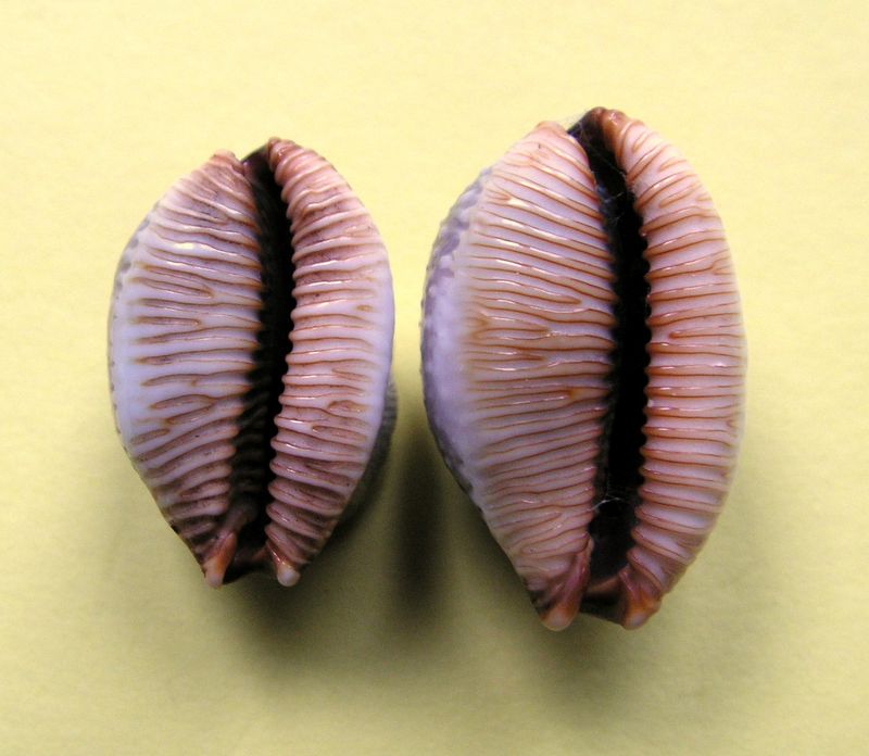Staphylaea staphylaea nolani - Lorenz, 1989 P_stap11