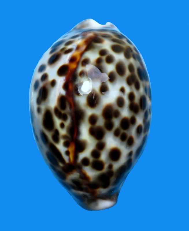 Cypraea tigris var. lyncichroa (Melvill, 1888)  P_tigr15