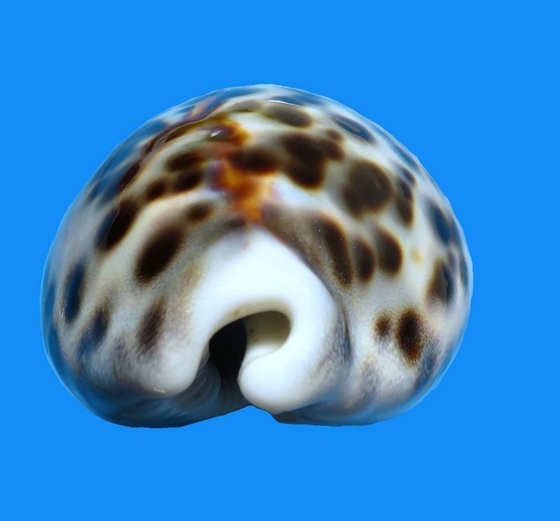 Cypraea tigris var. lyncichroa - (Melvill, 1888) P_tigr19