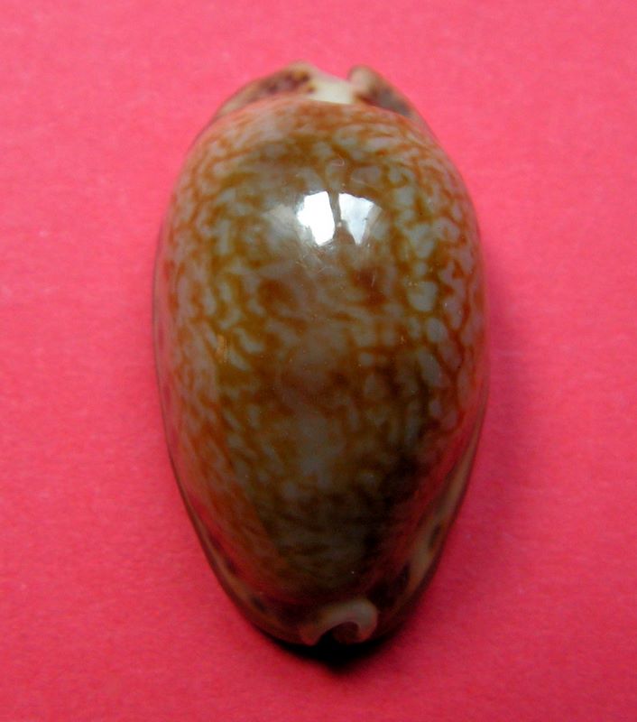Pseudozonaria arabicula (Lamarck, 1810)  P_zona11
