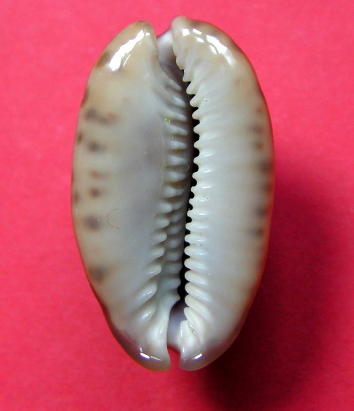 Pseudozonaria arabicula (Lamarck, 1810)  P_zona13