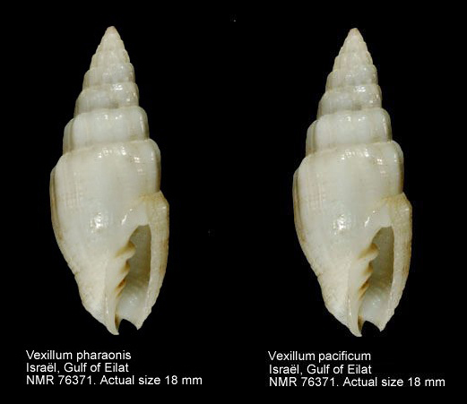 Vexillum pacificum (Reeve, 1845) Phar10