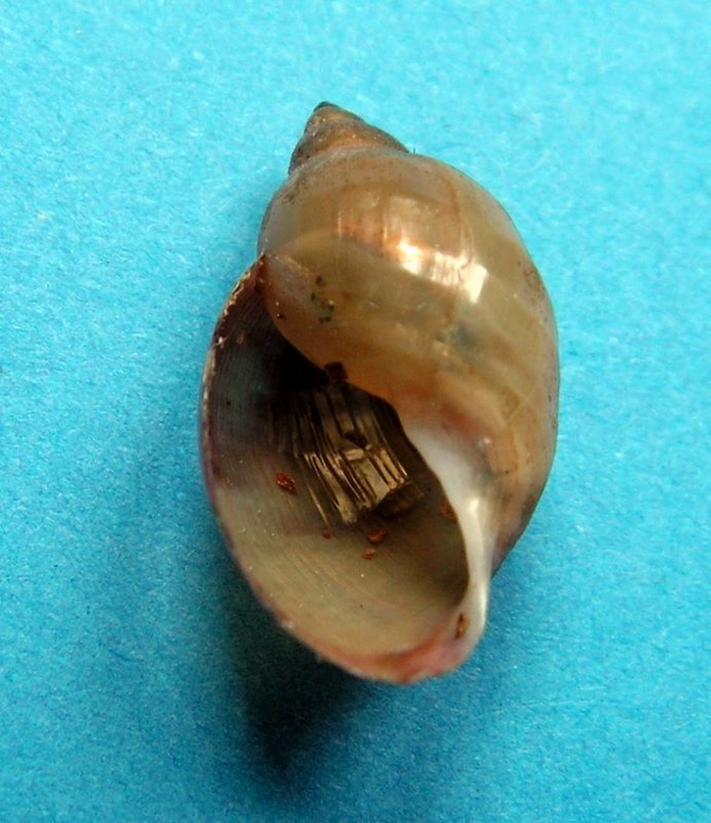Physella acuta - (Draparnaud,1805) Phyacu10