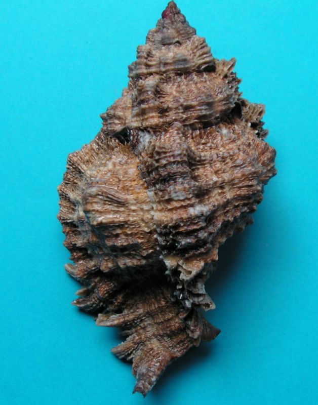 Phyllonotus pomum (Gmelin, 1791) Phypom12