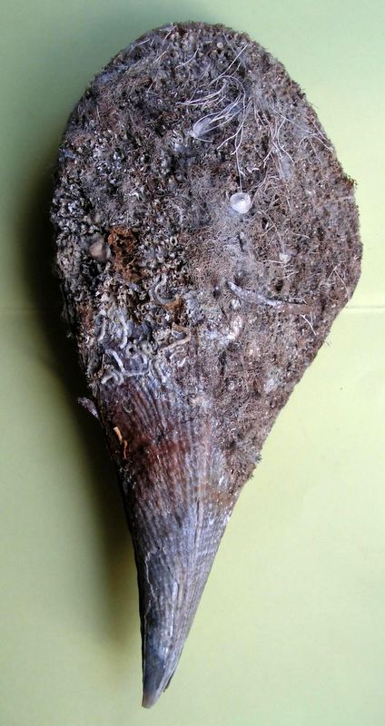 Pinna nobilis Linnaeus, 1758  Pinnob10