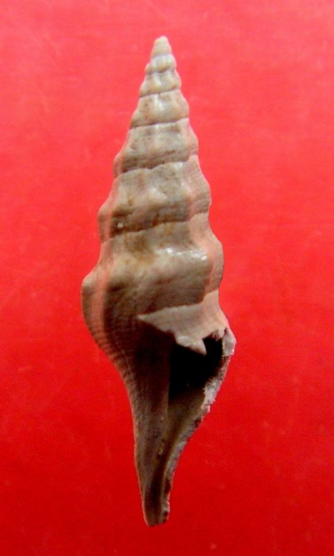 Turridae - † Pleurotoma æquensis syn ? de Fusiturris æquensis (Grateloup, 1832) - Burdigalien (St Martin d'Oney 40) Pleuaq10
